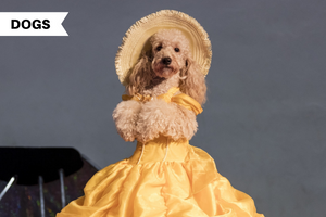 Falling Into Hollywood Fads: Is It Okay To Dress Your Dogs?