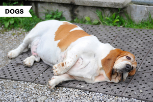 Bloat in Dogs — How to Manage a Bloated Dog and Keep Them Healthy