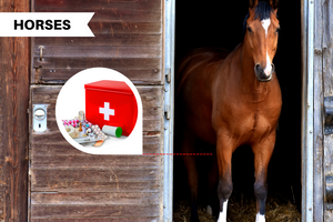 Equine First Aid Kit: All the Items You Need