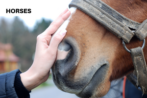 8 Essential Ground Manners for Your Horse