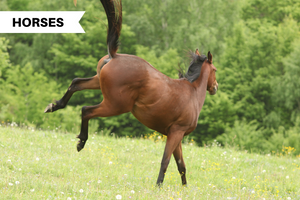 Is Your Horse Kicking? Here's What You Can Do