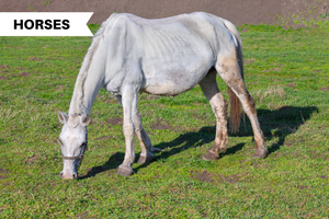 Common Reasons Why Your Horse May be Losing Weight