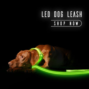 led-dog-leash