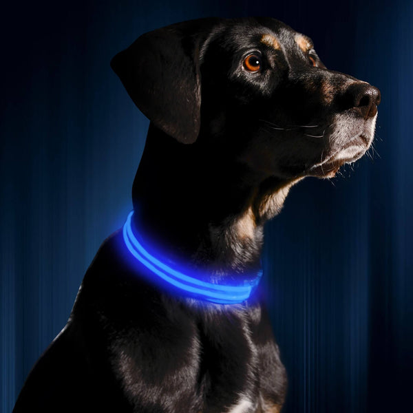 LED Dog Collar Light Up Dog Collar   Illumiseen