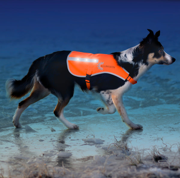 Reflective vest for dog online