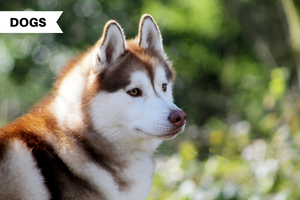 Everything you need to know about Siberian Huskies