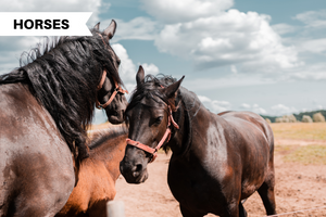 Common Misconceptions about horses