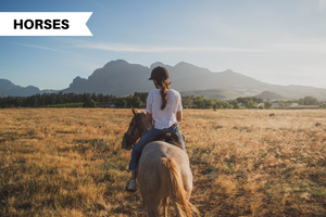 To Horse Around or Not? Benefits of Owning a Horse