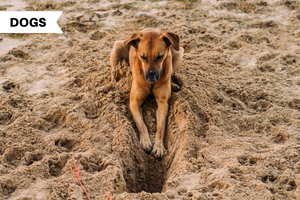 Why dogs bury their bones, dig up soil, and other things