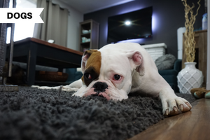Do dogs get bored?