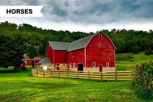 Tips for building your perfect horse barn