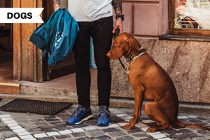 Why is my dog afraid of other dogs?