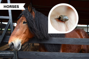 How to Protect Your Horse against Ticks