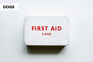 First Aid for Common Dog Emergencies
