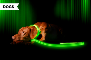 Illumiseen LED Collar + Leash Wins DogLab Testing