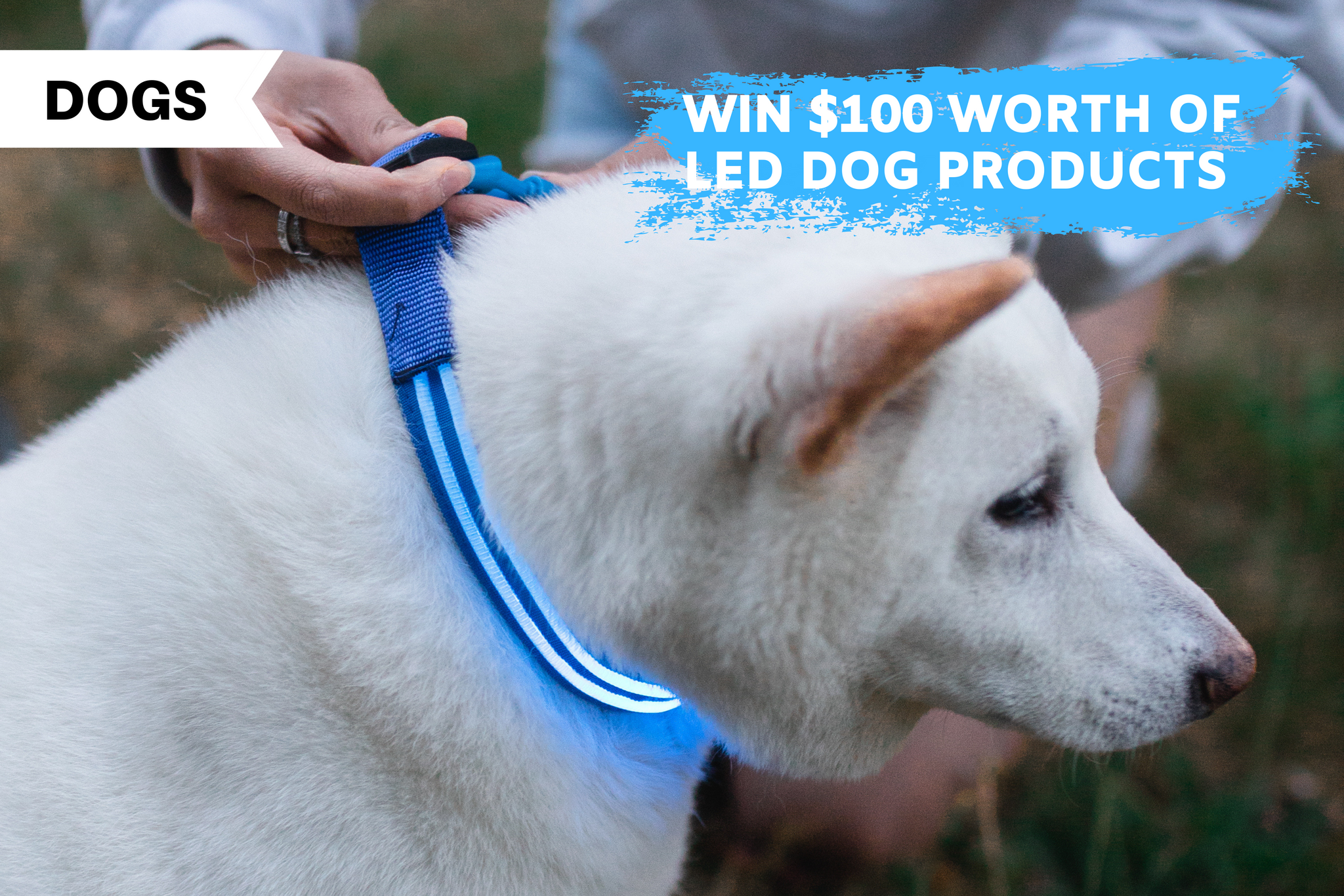 Illumiseen led deals dog vest