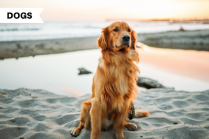 Everything you need to know about Golden Retrievers