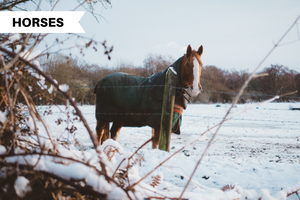 Horse Blanketing in Winter: To Blanket or Not?