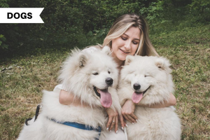10 Key Pointers to Sniff Out the Best Dog Breed for You