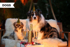 Keeping your dogs safe during the New Year festivities