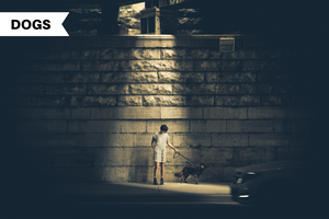 How to Safely Walk Your Dog at Night