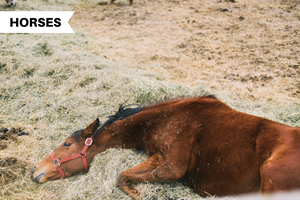 All About Horse Beddings: The Complete Guide