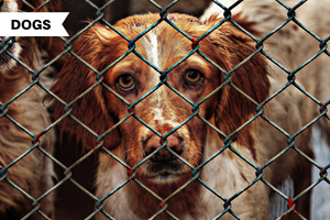 Common Dog Breeds in Shelters