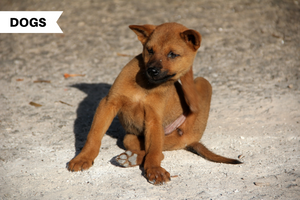 Send Fleas Fleeing: Getting Rid of Fleas Natural Way