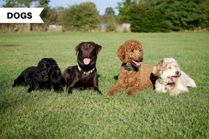 Dogs that Don't Shed: Hypoallergenic Dogs Perfect for Your Home