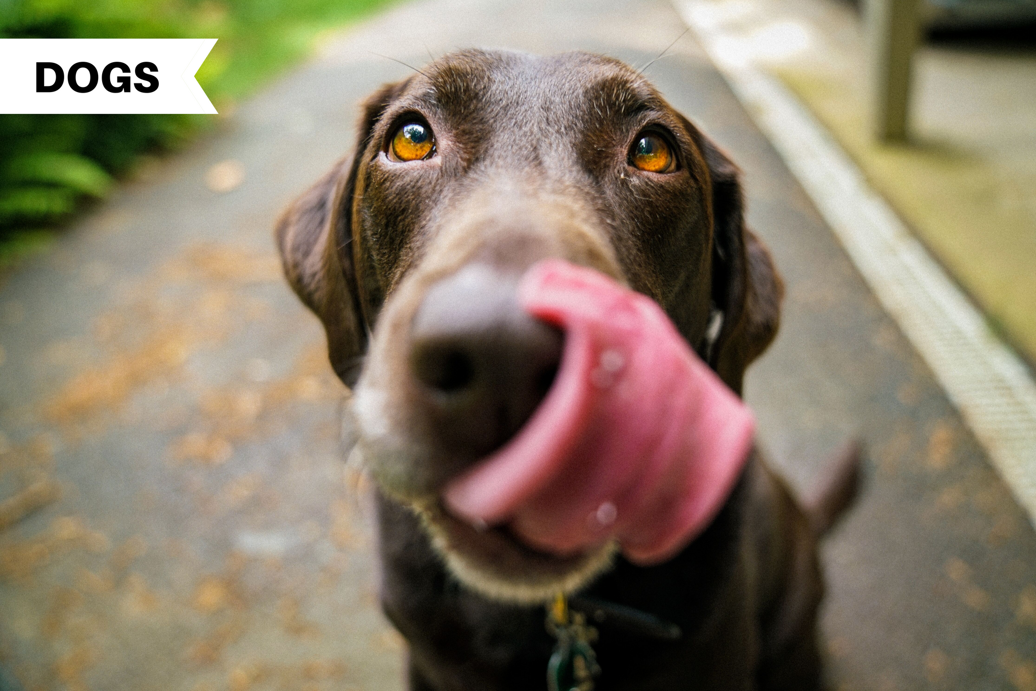 Interpreting the Psychology of a Dog's Licks - Illumiseen