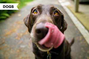 Interpreting the Psychology of a Dog’s Licks