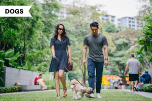 Tips for busy dog parents