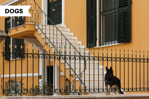 The Best Guard Dogs: 12 Top Breeds