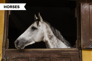 Backyard Horse keeping