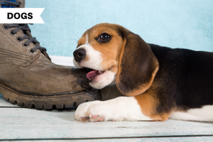 Top 5 Dog Tips to Stop Your Puppy from Chewing Everything