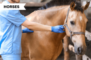 Diarrhea in Horses: The Dos & Don'ts