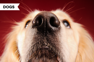 Why It's Important to Let Your Dog Sniff on Walks 