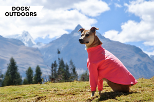 Dog Friendly Hiking Trails in America: The Best Places to Walk Your Dog