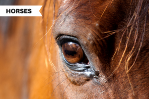 Horse Eye Problems: Injuries, Infections, and How to Treat Them