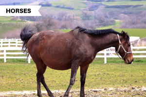 Do I Have a Pregnant Horse? Here's What You Should Know About Pregnancy in Horses