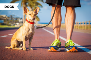 The 10 Best Dogs for Runners: Top Running Dogs to Adopt and Breeds to Avoid