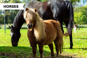 Horses Vs. Ponies: The Key Differences & Similarities