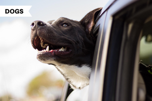 Is Your Puppy Ready For Their First Road Trip?