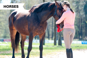 10 Ground Manners Your Horse Should Learn