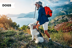 The Ultimate Guide to Hiking With Dogs