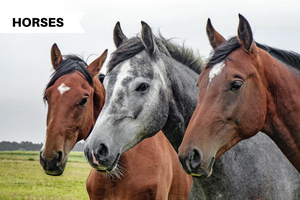 The 5 Types of Horses You Need to Know About