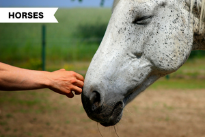 Beginner's Guide to Basic Horse Care
