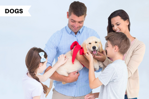 The Calmest Dog Breeds for the Whole Family