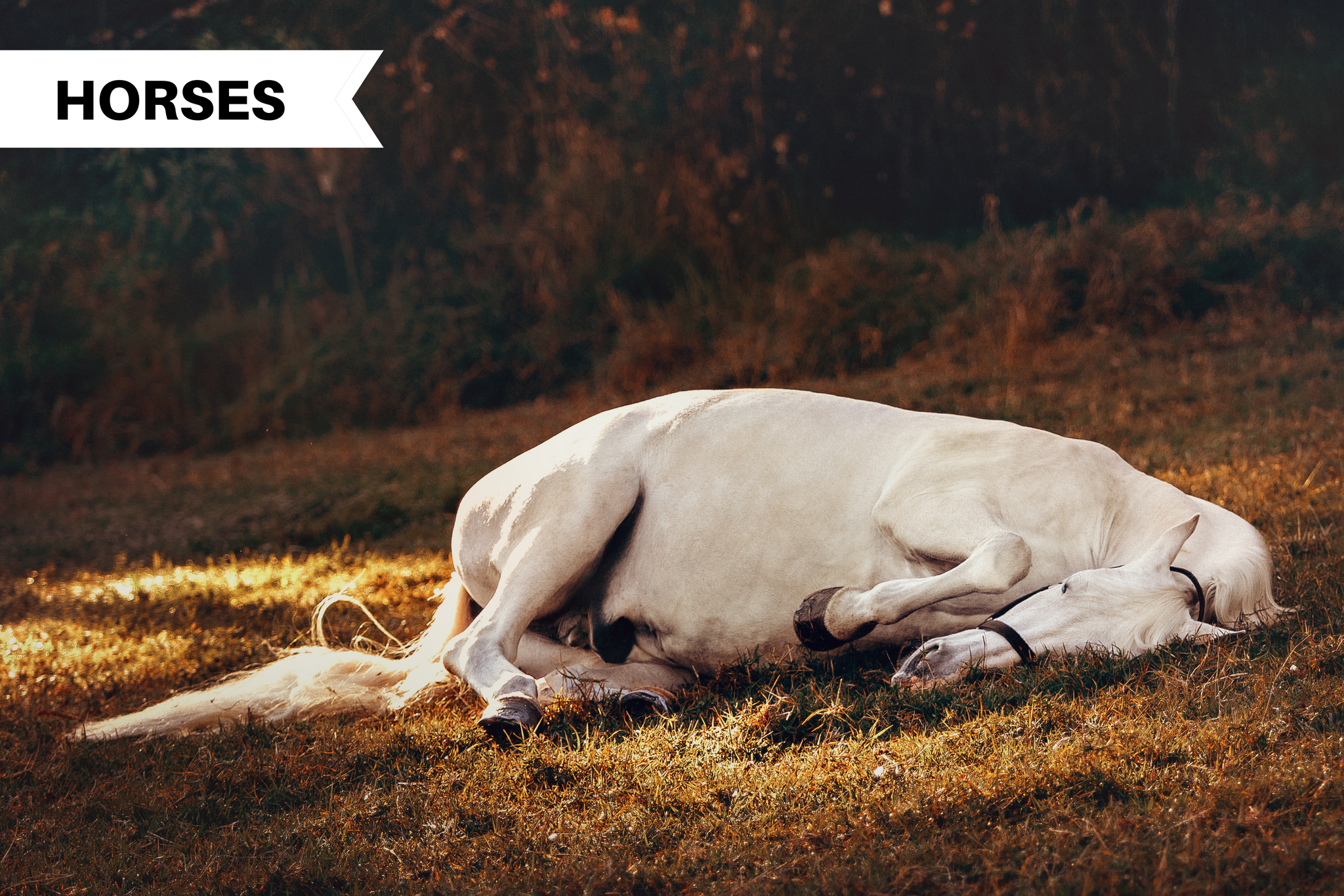 How Do Horses Sleep?: Understanding Your Horse's Sleeping Habits -  Illumiseen