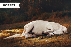How Do Horses Sleep?: Understanding Your Horse's Sleeping Habits